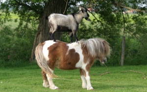pony standing on pony harry labana