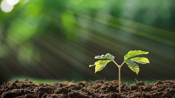 Young plant in the morning light on nature background