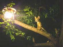Herding Cats: Improving GitHub Operations at VMware