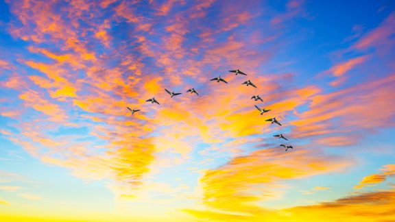 Ducks flying during a sunset