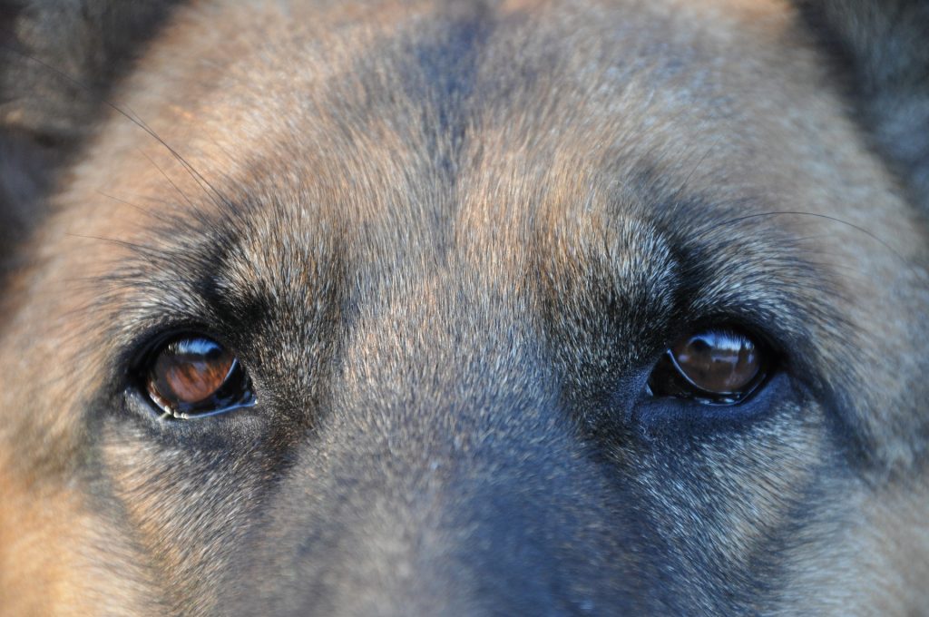 Close up of dog's eyes