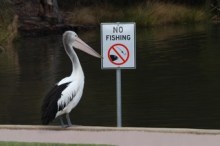 Pelican and no fishing sign