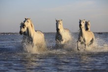 Horses running in ocean